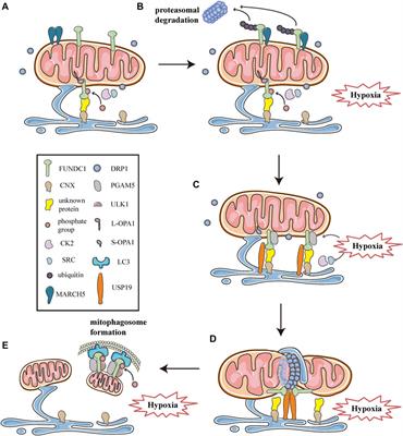 Mitochondrial Dynamics, Mitophagy, and Mitochondria–Endoplasmic Reticulum Contact Sites Crosstalk Under Hypoxia